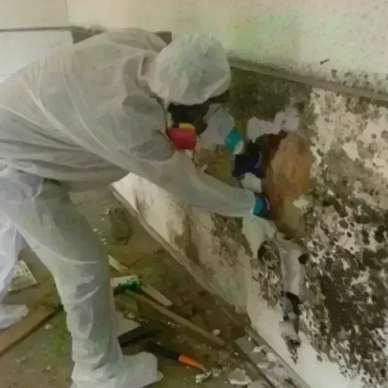 Mold Remediation and Removal in Myrtle Grove, FL